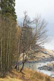 Aspens at Medicine Lake