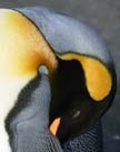 King Penguin Picture